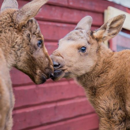 Moose Garden Vila Orrviken Exterior foto