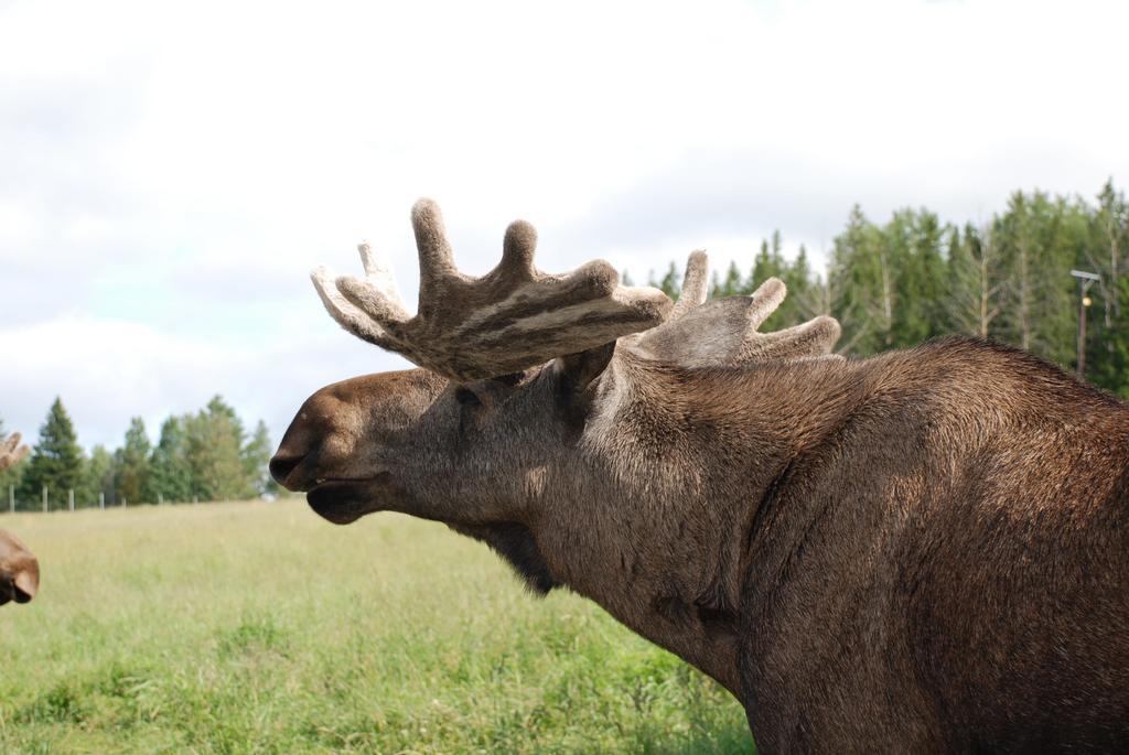 Moose Garden Vila Orrviken Exterior foto