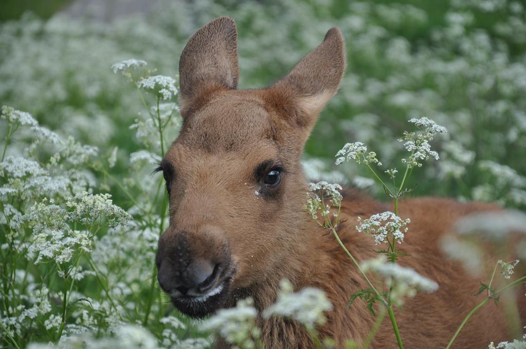 Moose Garden Vila Orrviken Exterior foto
