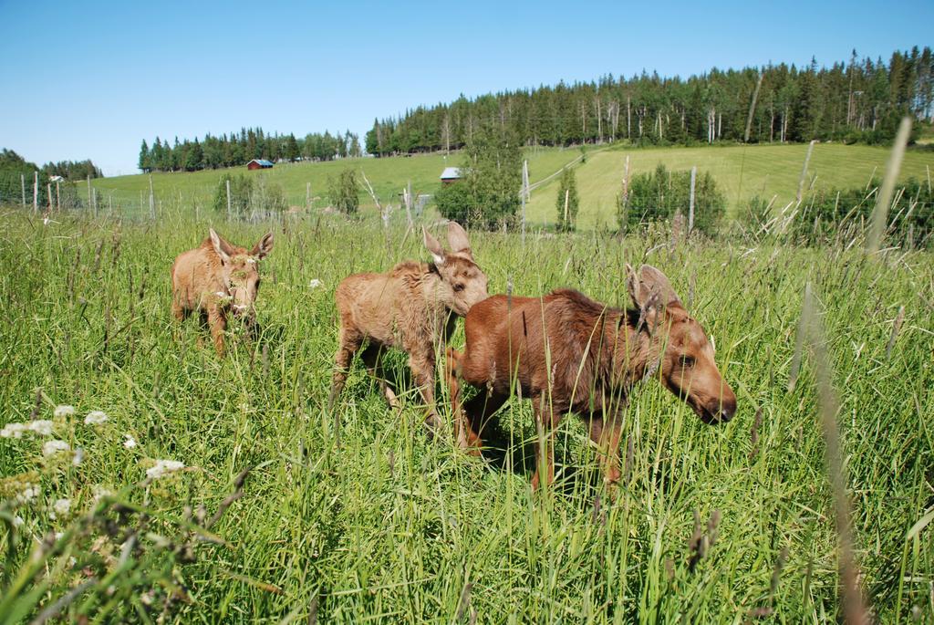 Moose Garden Vila Orrviken Exterior foto