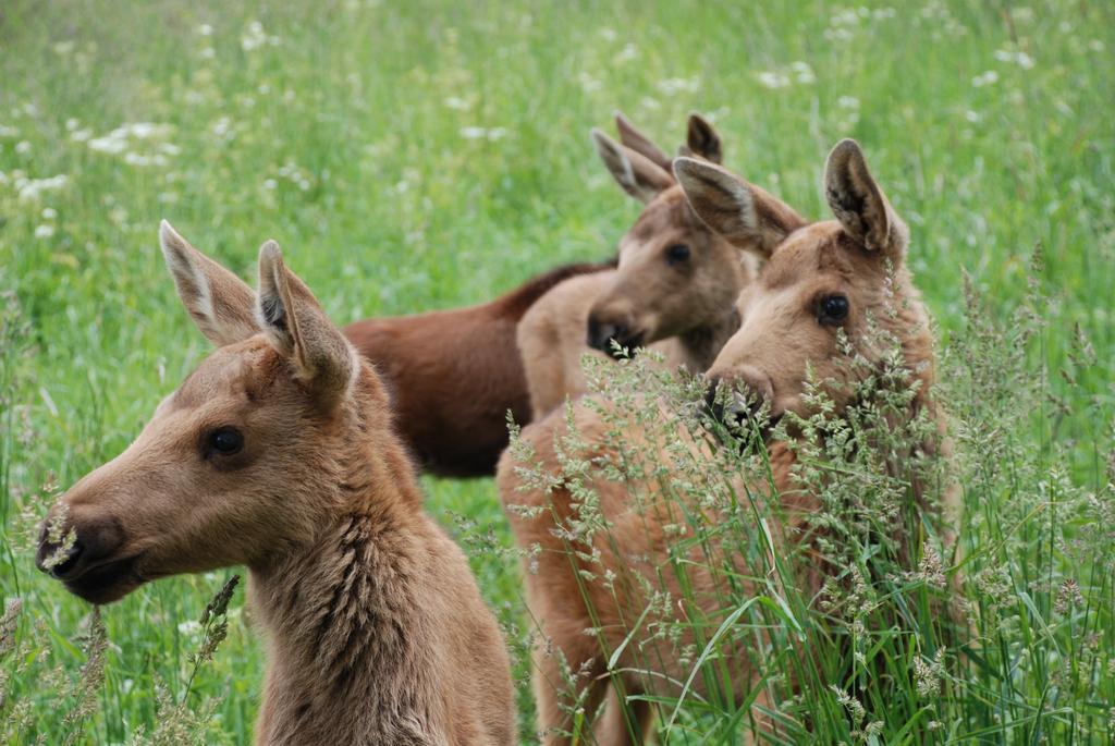 Moose Garden Vila Orrviken Exterior foto