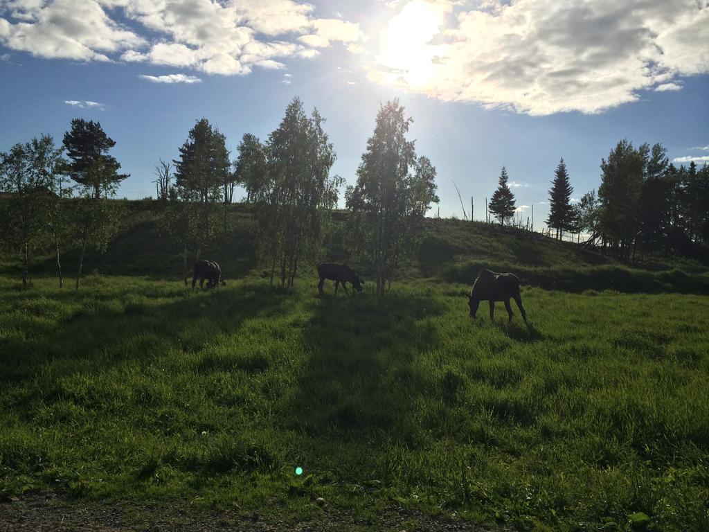Moose Garden Vila Orrviken Quarto foto