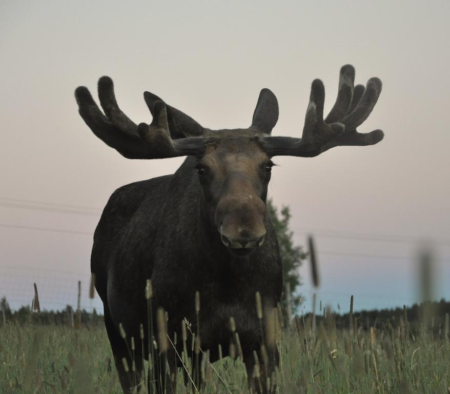 Moose Garden Vila Orrviken Exterior foto