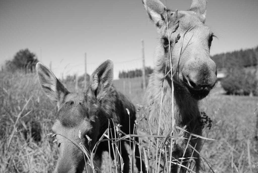 Moose Garden Vila Orrviken Exterior foto