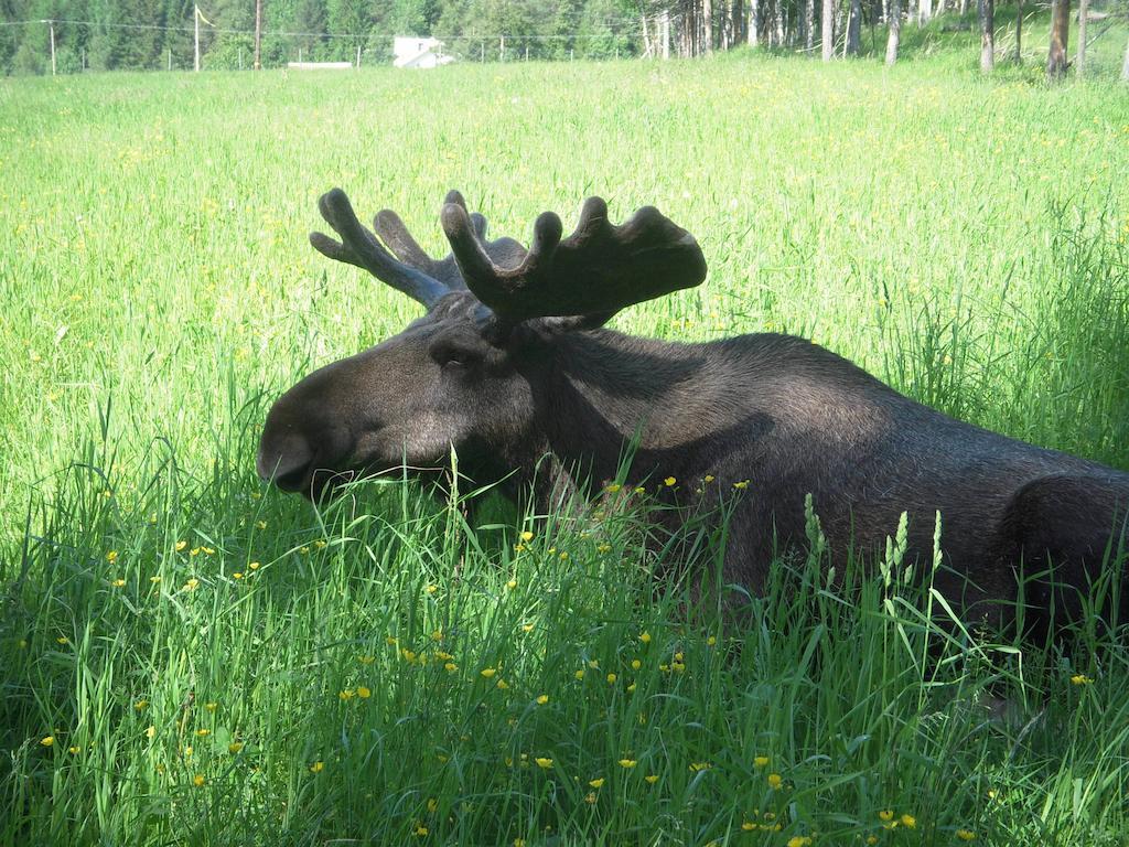 Moose Garden Vila Orrviken Exterior foto