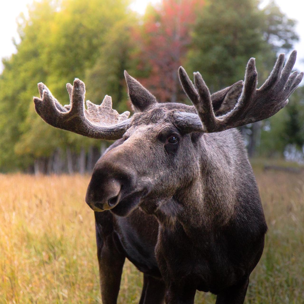 Moose Garden Vila Orrviken Exterior foto