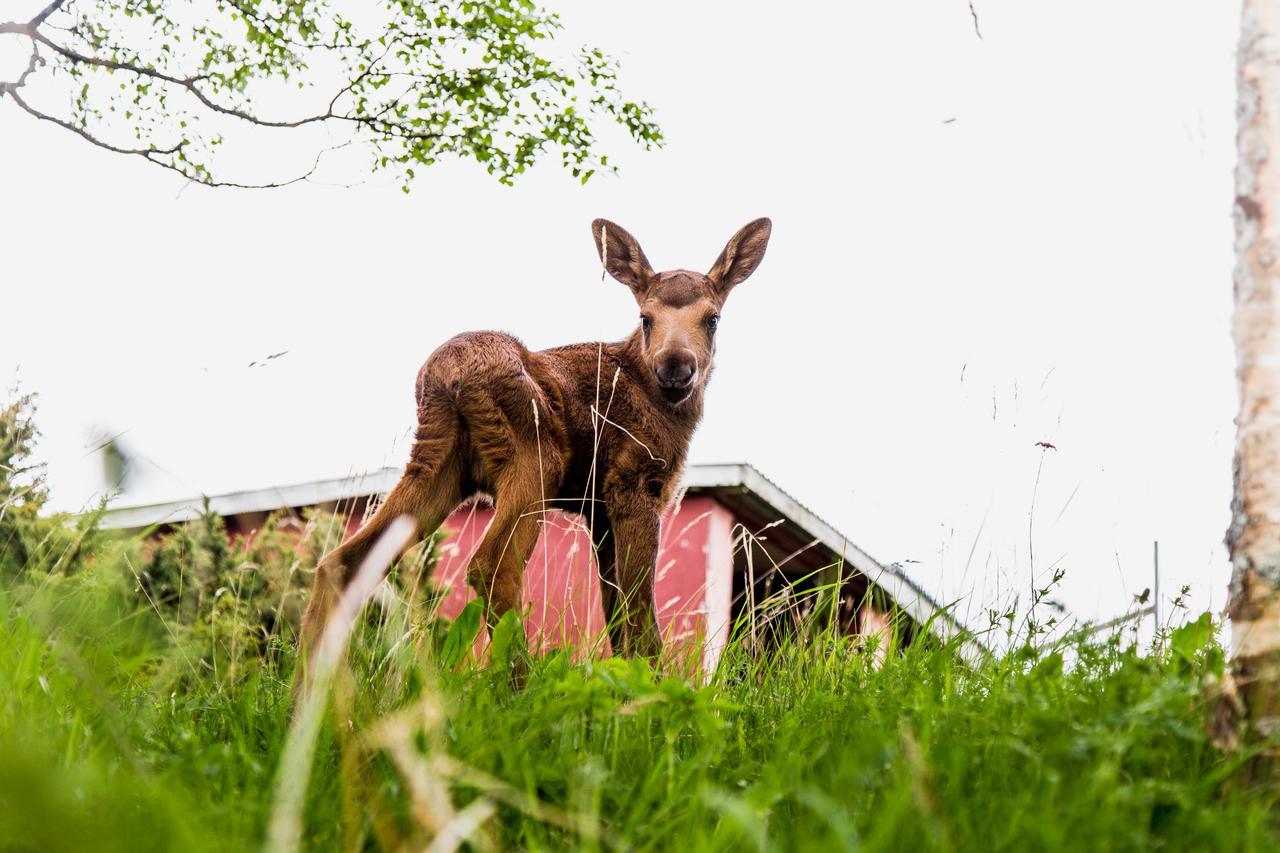 Moose Garden Vila Orrviken Exterior foto